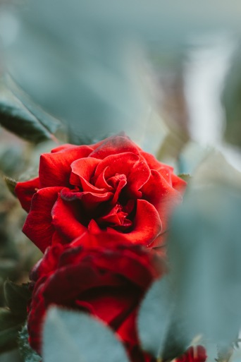  Raumduftspray Rosenkönigin